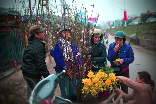 Đến nay, dù hoa đào đã bắt đầu bung nở, nhưng theo người trồng đào Nhật Tân thì thời tiết này vẫn rất tốt cho hoa đào nên hoa sẽ nở đẹp đúng dịp tết Nguyên đán.