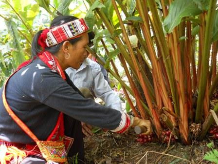 Thảo quả là loại cây thích nghi ở vùng núi cao, sinh trưởng và phát triển tốt dưới tán rừng. Ảnh: hagiangtv.vn Thảo quả là loại cây thích nghi ở vùng núi cao, sinh trưởng và phát triển tốt dưới tán rừng. Ảnh: hagiangtv.vn
