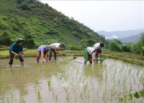 Đồng bào dân tộc Mông ở xã Phong Dụ Thượng gieo cấy lúa mùa. Ảnh: TTXVN phát Đồng bào dân tộc Mông ở xã Phong Dụ Thượng gieo cấy lúa mùa. Ảnh: TTXVN phát