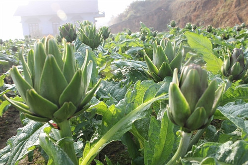 Atisô tím chứa nhiều dưỡng chất hơn và có giá thành cao hơn atisô trắng.