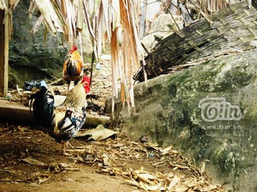 Ở đây có giống gà chín cựa, tưởng như chỉ tồn tại trong những vật mà Vua Hùng Vương thách cưới. . Ảnh: tiin.vn Ở đây có giống gà chín cựa, tưởng như chỉ tồn tại trong những vật mà Vua Hùng Vương thách cưới. . Ảnh: tiin.vn