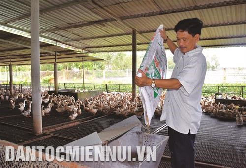 Thức ăn cho vịt phải luôn thơm mới, không mốc mọt, đảm bảo dinh dưỡng trong từng giai đoạn. Ảnh: Chương Đài Thức ăn cho vịt phải luôn thơm mới, không mốc mọt, đảm bảo dinh dưỡng trong từng giai đoạn. Ảnh: Chương Đài