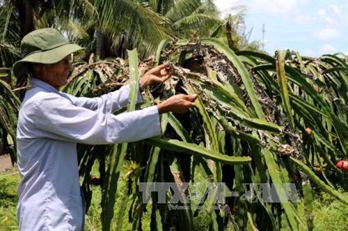 Hơn 200 gốc thanh long của ông Nguyễn Thanh Khiết, xã Thành Phú, huyện Cái Nước đang nhiễm bệnh khiến năng suất giảm đến 70%. Ảnh: Kim Há/TTXVN Hơn 200 gốc thanh long của ông Nguyễn Thanh Khiết, xã Thành Phú, huyện Cái Nước đang nhiễm bệnh khiến năng suất giảm đến 70%. Ảnh: Kim Há/TTXVN