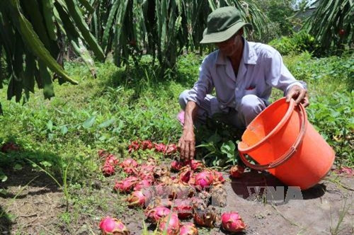 Thanh Long bán không ai mua nên được dùng làm thức ăn cho chăn nuôi cá, nuôi lợn. Ảnh: Kim Há/TXVN Thanh Long bán không ai mua nên được dùng làm thức ăn cho chăn nuôi cá, nuôi lợn. Ảnh: Kim Há/TXVN