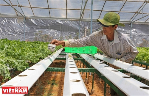 Nhân công đặt các chậu rau xà lách con vào ống thủy canh có chứa nước dinh dưỡng chảy liên tục suốt ngày đêm Nhân công đặt các chậu rau xà lách con vào ống thủy canh có chứa nước dinh dưỡng chảy liên tục suốt ngày đêm