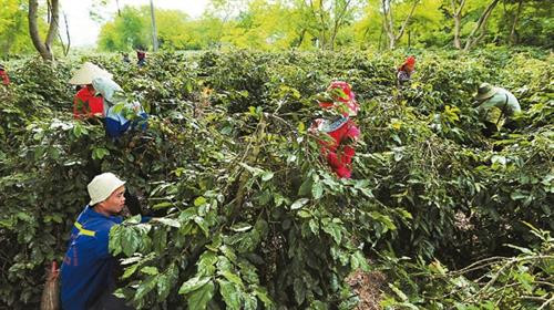 Người dân Mường Ảng (Điện Biên) thu hoạch cà-phê. Ảnh:nhandan.com.vn Người dân Mường Ảng (Điện Biên) thu hoạch cà-phê. Ảnh:nhandan.com.vn