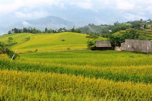 Khi lúa bắt đầu chín vàng là thời điểm người Nùng Hoàng Su Phì chuẩn bị đón Tết “kin khẩu mấu”. Ảnh: Nguyễn Phương Khi lúa bắt đầu chín vàng là thời điểm người Nùng Hoàng Su Phì chuẩn bị đón Tết “kin khẩu mấu”. Ảnh: Nguyễn Phương