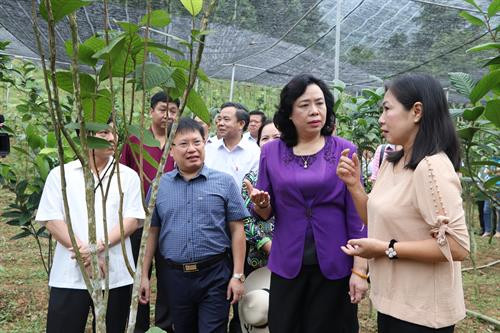 Phó Bí thư Thường trực Thành ủy Hà Nội Ngô Thị Thanh Hằng cùng các thành viên đoàn kiểm tra đã đến thăm Khu vườn bảo tồn giống trà hoa vàng và nhiều dược liệu quý tại Hợp tác xã bảo tồn và phát triển dược liệu Sóc Sơn.