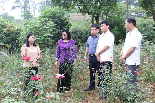 Phó Bí thư Thường trực Thành ủy Hà Nội Ngô Thị Thanh Hằng cùng các thành viên đoàn kiểm tra đã đến thăm Khu vườn bảo tồn giống trà hoa vàng và nhiều dược liệu quý tại Hợp tác xã bảo tồn và phát triển dược liệu Sóc Sơn.
