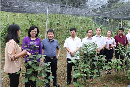 Phó Bí thư Thường trực Thành ủy Hà Nội Ngô Thị Thanh Hằng cùng các thành viên đoàn kiểm tra đã đến thăm Khu vườn bảo tồn giống trà hoa vàng và nhiều dược liệu quý tại Hợp tác xã bảo tồn và phát triển dược liệu Sóc Sơn.