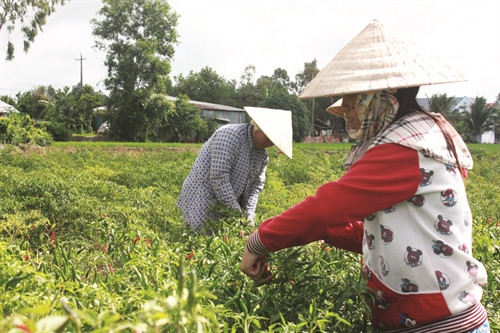 Hạn chế thiệt hại do hạn hán, xâm nhập mặn, đồng bào đã chuyển từ trồng lúa sang trồng màu