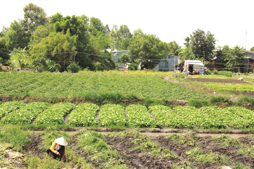 Xã Mỹ thuận đang hướng tới quy hoạch vùng sản xuất rau màu tập trung