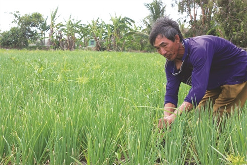 Cây hành mang lại nguồn thu nhập ổn định cho nhiều hộ đồng bào ở xã Mỹ Thuận