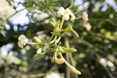 5 công dụng chữa bệnh không ngờ từ hoa đu đủ đực ảnh 3