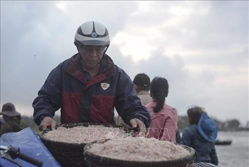 Đà Nẵng: Đặc sắc mùa ruốc biển ảnh 5