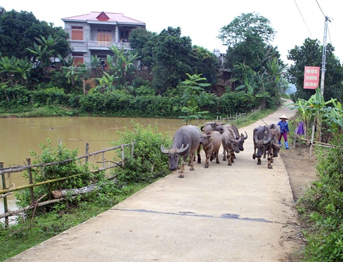 Đường giao thông nông thôn xã Cẩm Giàng, huyện Bạch Thông khang trang sạch đẹp, xã đạt chuẩn Nông thôn mới năm 2016. Ảnh Vũ Sinh – TTXVN Đường giao thông nông thôn xã Cẩm Giàng, huyện Bạch Thông khang trang sạch đẹp, xã đạt chuẩn Nông thôn mới năm 2016. Ảnh Vũ Sinh – TTXVN