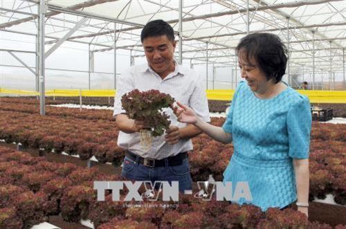 PGS.TS, Phạm Khánh Phong Lan, Trưởng Ban Quản lý An toàn thực phẩm Thành phố Hồ Chí Minh thẩm định chất lượng rau trước khi đưa vào chuỗi thực phẩm an toàn tại tỉnh Lâm Đồng. Ảnh Đinh Hằng – TTXVN