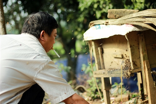 Không chỉ phát triển cây nông nghiệp, ông Sản còn nuôi 10 thùng ong lấy mật, mỗi tháng có thể cho mật 3 lần