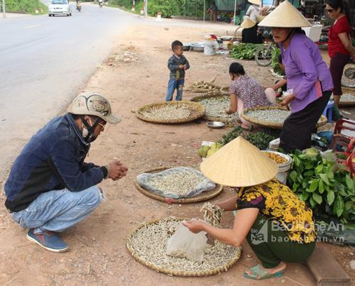 Tằm - đặc sản hút khách ở một làng nghề xứ Nghệ ảnh 4 Tằm - đặc sản hút khách ở một làng nghề xứ Nghệ ảnh 4