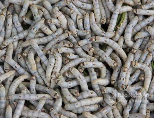 Tằm - đặc sản hút khách ở một làng nghề xứ Nghệ ảnh 1 Tằm - đặc sản hút khách ở một làng nghề xứ Nghệ ảnh 1