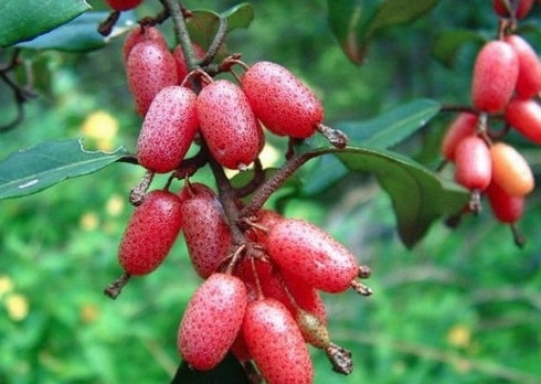 Những vị thuốc quý từ quả nhót ảnh 3 Những vị thuốc quý từ quả nhót ảnh 3