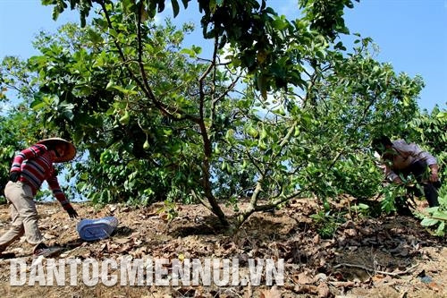 Đồng bào dân tộc ở thôn Bắc Sơn, xã Đắk Gằn thu hoạch bơ trái vụ. Ảnh: An Thành Đạt