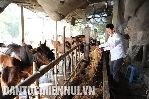 Ông Lâm Se tâm niệm mình phải luôn nâng cao trình độ lao động, sản xuất. Ảnh: An Hiếu Vốn là nông dân cần cù, chịu khó, ông Lâm Se còn nuôi 17 con bò sữa. Ảnh: An Hiếu Ông Lâm Se trên cánh đồng lúa cao sản của gia đình . Ảnh: An Hiếu