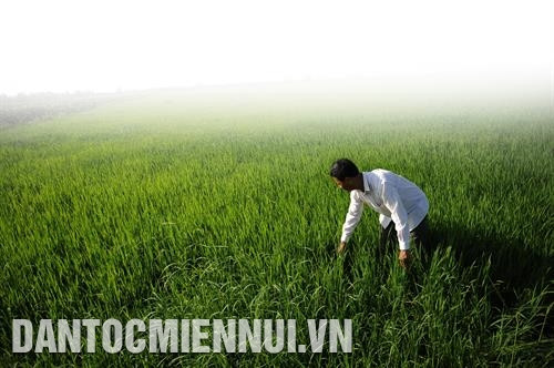 Ông Lâm Se tâm niệm mình phải luôn nâng cao trình độ lao động, sản xuất. Ảnh: An Hiếu Vốn là nông dân cần cù, chịu khó, ông Lâm Se còn nuôi 17 con bò sữa. Ảnh: An Hiếu Ông Lâm Se trên cánh đồng lúa cao sản của gia đình . Ảnh: An Hiếu