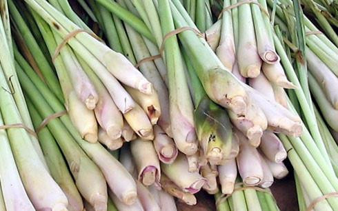 Công dụng bất ngờ của cây sả ảnh 1 Công dụng bất ngờ của cây sả ảnh 1