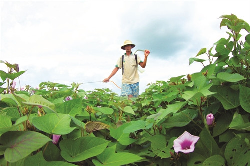 Thường xuyên thăm đồng để phát hiện sâu bệnh và có biện pháp phòng trừ kịp thời