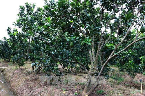 Vườn bưởi da xanh chuẩn bị cho thu hoạch tại Bến Tre. Ảnh: Trần Thị Thu Hiền – TTXVN Vườn bưởi da xanh chuẩn bị cho thu hoạch tại Bến Tre. Ảnh: Trần Thị Thu Hiền – TTXVN