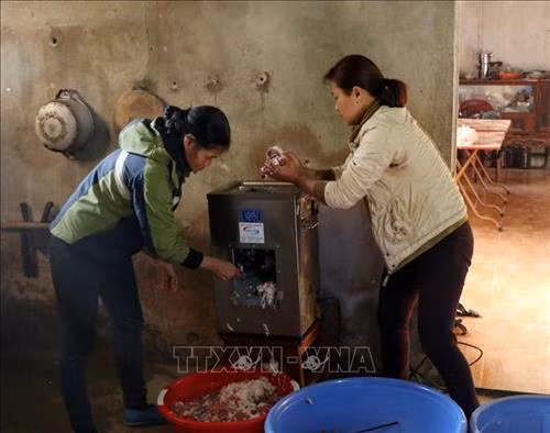Thịt lợn đen được cắt nhỏ phục vụ sản xuất thịt lợn sấy và lạp xưởng. Ảnh: Quốc Khánh – TTXVN Xay thịt để chế biến món lạp xưởng. Ảnh: Quốc Khánh - TTXVN