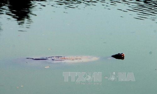 Xác Rùa Hồ Gươm sẽ được đưa vào Bảo tàng ảnh 1 Xác Rùa Hồ Gươm sẽ được đưa vào Bảo tàng ảnh 1