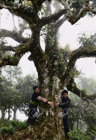 Cây chè cổ thụ tại xã Sùng Đô. Ảnh: TTXVN phát Cây chè cổ thụ tại xã Sùng Đô. Ảnh: TTXVN phát