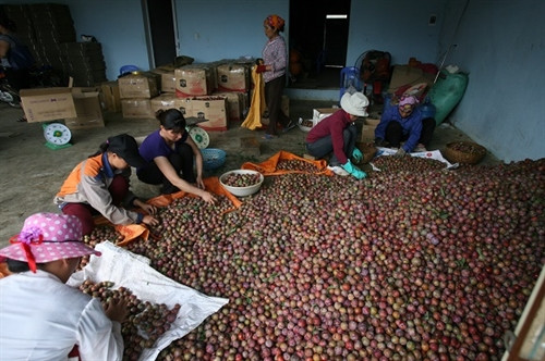 Mận hậu giúp người Mộc Châu thoát nghèo ảnh 2