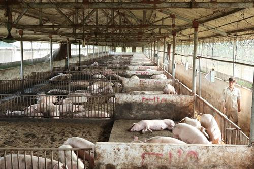 Hà Nội đã hình thành và phát triển 4 vùng chăn nuôi lợn tại các xã Cổ Đông, Kim Sơn thuộc thị xã Sơn Tây; các xã Sơn Công, Vạn Thái thuộc huyện Ứng Hòa; các xã Yên Bình, Thạch Thất thuộc huyện Thạch Thất; các xã Tân Ước, Kim Thư thuộc huyện Thanh Oai; với số lượng gần 200.000 con.