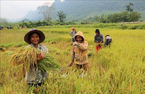 Bà con đồng bào Rục tại xã Thượng Hóa, huyện Minh Hóa phấn khởi thu hoạch lúa trên cách đồng Rục Làn. Ảnh: Mạnh Thành, Đức Thọ - TTXVN