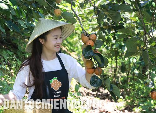 Những quả hồng thay vì đợi chín, được thu hái rồi đem vào lò sấy. Ảnh: Đặng Tuấn Những quả hồng thay vì đợi chín, được thu hái rồi đem vào lò sấy. Ảnh: Đặng Tuấn