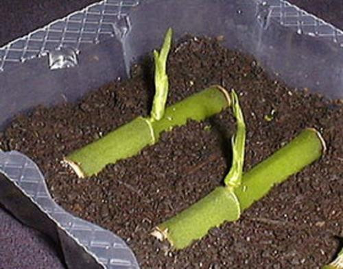 Giâm cành là một trong những phương pháp nhân giống vô tính. Ảnh: kythuatnuoitrong.com Giâm cành là một trong những phương pháp nhân giống vô tính. Ảnh: kythuatnuoitrong.com