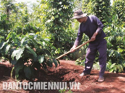 Chăm bón thường xuyên để cây phát triển ổn định và bền vững Chăm bón thường xuyên để cây phát triển ổn định và bền vững