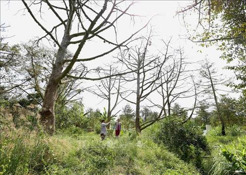 Chị Đặng Thị Nhiều ở ấp 12, xã Long Trung, huyện Cai Lậy cùng cán bộ Hội nông dân tỉnh Tiềng Giang đi kiểm tra thực tế diện tích vườn sầu riêng hơn 10 năm tuổi của gia đình không thể phục hồi được vì đã bị nhiễm mặn từ nhiều ngày trước đó. Ảnh; Vũ Sinh - TTXVN Chị Đặng Thị Nhiều ở ấp 12, xã Long Trung, huyện Cai Lậy cùng cán bộ Hội nông dân tỉnh Tiềng Giang đi kiểm tra thực tế diện tích vườn sầu riêng hơn 10 năm tuổi của gia đình không thể phục hồi được vì đã bị nhiễm mặn từ nhiều ngày trước đó. Ảnh; Vũ Sinh - TTXVN