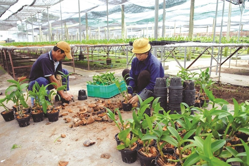Mô hình trồng lan trong nhà kính đang được nhân rộng cho nông dân Thành phố Hồ Chí Minh (Ảnh: Mạnh Linh - Phương Vi)