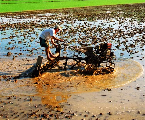 Nông dân tỉnh Bạc Liêu đưa cơ giới vào làm đất gieo cấy