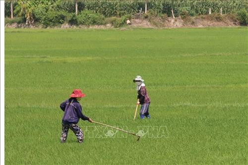 Chủ động phòng chống dịch bệnh hại lúa. Ảnh Thành Công Thử Chủ động phòng chống dịch bệnh hại lúa. Ảnh Thành Công Thử