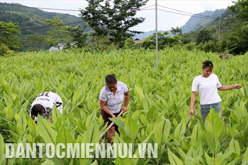 Nhiều hộ gia đình người dân tộc Mảng ở xã Trung Chải huyện Nậm Nhùn (Lai Châu) đã đầu tư trồng dong riềng, nghệ để phát triển kinh tế. Ảnh: Quý Trung Nhiều hộ gia đình người dân tộc Mảng ở xã Trung Chải huyện Nậm Nhùn (Lai Châu) đã đầu tư trồng dong riềng, nghệ để phát triển kinh tế. Ảnh: Quý Trung