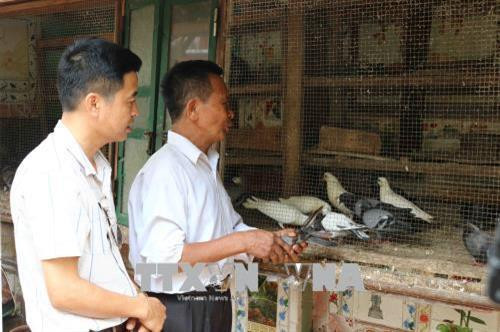 Ông Nguyễn Văn Hà, xã Việt Hùng, huyện Quế Võ, tỉnh Bắc Ninh đang chăm chim bồ câu bay. Ảnh: Thanh Thương - TTXVN Ông Nguyễn Văn Hà, xã Việt Hùng, huyện Quế Võ, tỉnh Bắc Ninh đang chăm chim bồ câu bay. Ảnh: Thanh Thương - TTXVN