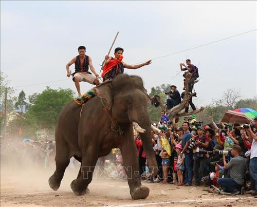 Pha tranh chấp bóng trong phần thi voi đá bóng. Ảnh: Tuấn Anh - TTXVN Pha tranh chấp bóng trong phần thi voi đá bóng. Ảnh: Tuấn Anh - TTXVN Pha khống chế bóng tốt của “vận động viên voi” trong phần thi voi đá bóng. Ảnh: Tuấn Anh - TTXVN Phần thi voi chạy đua tại Hội voi. Ảnh: Tuấn Anh - TTXVN Voi tăng tốc cán đích. Ảnh: Tuấn Anh - TTXVN Voi tăng tốc cán đích. Ảnh: Tuấn Anh - TTXVN Voi tăng tốc cán đích. Ảnh: Tuấn Anh - TTXVN Voi dự tiệc “bufet” sau phần thi chạy đua. Ảnh: Tuấn Anh - TTXVN Pha tranh chấp bóng trong phần thi voi đá bóng. Ảnh: Tuấn Anh - TTXVN Pha tranh chấp bóng trong phần thi voi đá bóng. Ảnh: Tuấn Anh - TTXVN Pha khống chế bóng tốt của “vận động viên voi” trong phần thi voi đá bóng. Ảnh: Tuấn Anh - TTXVN Phần thi voi chạy đua tại Hội voi. Ảnh: Tuấn Anh - TTXVN Voi tăng tốc cán đích. Ảnh: Tuấn Anh - TTXVN Voi tăng tốc cán đích. Ảnh: Tuấn Anh - TTXVN Voi tăng tốc cán đích. Ảnh: Tuấn Anh - TTXVN Voi dự tiệc “bufet” sau phần thi chạy đua. Ảnh: Tuấn Anh - TTXVN