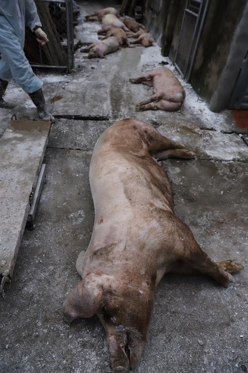 Phó Bí thư Thường trực Thành ủy Hà Nội Ngô Thị Thanh Hằng về xã Tự Nhiên, huyện Thường Tín kiểm tra việc thực hiện quy trình tiêu hủy và hỗ trợ người dân bị ảnh hưởng bởi dịch tả lợn châu Phi. Theo báo cáo của Sở Nông nghiệp và Phát triển nông thôn Hà Nội, thành phố Hà Nội hiện có tổng số lợn đứng thứ hai cả nước với gần 2 triệu con, trong đó có trên 280 công ty, xí nghiệp, hợp tác xã, trung tâm, doanh nghiệp chăn nuôi lợn; có gần 1.000 cơ sở giết mổ, trong đó có 7 cơ sở công nghiệp, 44 cơ sở bán công nghiệp. Tính từ thời điểm phát hiện ổ dịch đầu tiên tại phường Ngọc Thụy, quận Long Biên vào ngày 24/02/2019, đến nay, dịch tả lợn châu Phi đã xảy ra tại 15.077 hộ chăn nuôi (chiếm 18,69% tổng số hộ, cơ sở chăn nuôi), trên địa bàn 24 quận, huyện, thị xã của thành phố Hà Nội, làm mắc bệnh và tiêu hủy 239.745 con lợn, tổng trọng lượng trên 16.658 tấn. Cán bộ thú y và các lực lượng chống dịch tả lợn châu Phi hỗ trợ gia đình chị Nguyễn Thị Lương ở đội 2, xã Tự Nhiên, huyện Thường Tín tiêu hủy lợn chết. Ủy ban Nhân dân xã Tự Nhiên, huyện Thường Tín phải huy động máy xúc để vận chuyển và đào hố chôn lợn. Phun thuốc phòng, chống dịch tả lợn châu Phi trước khi vận chuyển đi tiêu hủy. Để ngăn chặn dịch, ngành thú y đề nghị các cá nhân, tổ chức chăn nuôi lợn cần thực hiện nguyên tắc 5 không: không giấu dịch; không mua bán, vận chuyển lợn bệnh, lợn chết; không giết mổ, tiêu thụ lợn bệnh, lợn chết; không vứt lợn chết ra môi trường; không để lợn sử dụng thức ăn dư thừa chưa qua nấu chín.