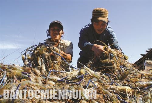 Ở huyện Hồng Dân, con tôm đang dần khẳng định chỗ đứng khi kết hợp với trồng lúa, hình thành mô hình sản xuất hiệu quả cao, bền vững