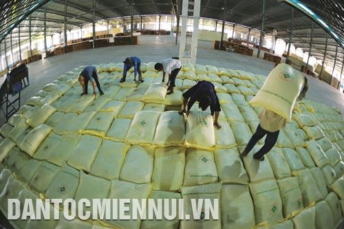 Để nâng cao giá trị lúa gạo, đảm bảo đầu ra cho bà con nông dân, huyện Hồng Dân xây dựng mô hình liên kết chuỗi giá trị sản xuất lúa gạo bền vững